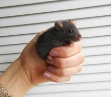 Potkan Dumbo i st. šlechtěná miminka